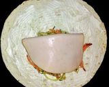 Foto del paso 10 de la receta Wraps
