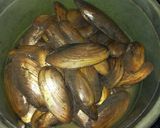 Foto langkah ke 1 dari resep Tumis Kijing (kerang air tawar) Simple.