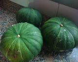 Foto del paso 1 de la receta: Canastitas rellenas con zapallitos