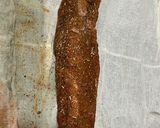 Foto del paso 4 de la receta: Lomo curado casero