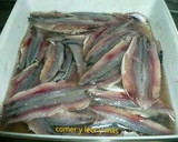 Foto del paso 4 de la receta: Boquerones en vinagre
