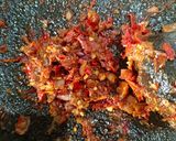 Foto langkah ke 3 dari resep Sambal Pete.