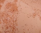 Foto del paso 4 de la receta: Crema de espinacas para pastas (libre de gluten)