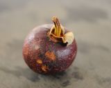 A picture of step 5 of Tropical Crispy Garlic Salad.