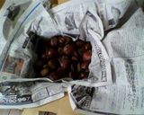 A picture of step 2 of How to Store Chestnuts So They Become Sweet.