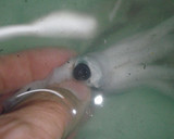 A picture of step 3 of Whole Stewed Squid With Instructions for Preparation.