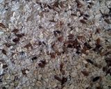 A picture of step 3 of Vickys Chocolate Granola GF DF EF SF NF.