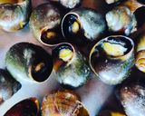 Hình bước làm 3 của món Ốc bươu nướng tiêu xay