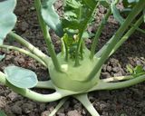 A picture of step 5 of Kohlrabi Sauté.