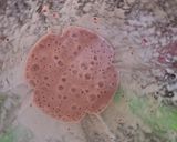 Foto langkah ke 3 dari resep Smoothie Pisang Raspberry.