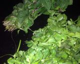A picture of step 1 of Dhaniya podina Ki chutney.