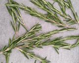 Foto del paso 2 de la receta: Pollo Asado al Romero con Patatas Rústicas