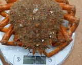 Foto del paso 1 de la receta: Cocinar Centolla sin miedo