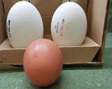 Foto del paso 1 de la receta: Huevo de Oca con variado de setas 