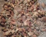 A picture of step 5 of Nuts.