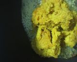 Foto langkah ke 2 dari resep Opor Ayam Kampung Bumbu Kuning.