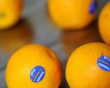 A picture of step 12 of Orange Custard Pudding.
