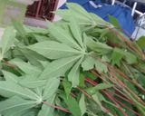 Foto langkah ke 1 dari resep Tumis daun singkong.