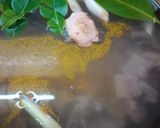 Foto langkah ke 1 dari resep Soto Kikil.