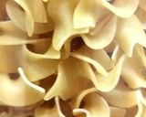 Foto del paso 6 de la receta: Sopa de garrofons con jamón curado y tagliata