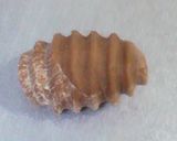 A picture of step 6 of Simple Fresh Pasta No. 13 (Conchiglie).