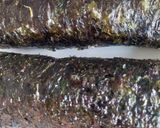 Foto langkah ke 3 dari resep Sushi Rolls isi dendeng.