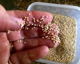 Foto del paso 2 de la receta: Cocina sin gluten: Quinoa con vegetales