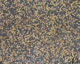 A picture of step 3 of Sesame Crackers with Ginger and Toasted Barley Flour.