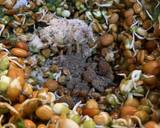 Sprouts panner Paratha recipe step 1 photo