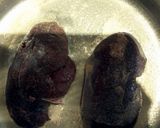 A picture of step 2 of Wild Goose Breast Au Poivre.