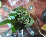 Foto del paso 2 de la receta: Pesto!