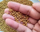 A picture of step 1 of Methi papad sabzi (Fenugreek).