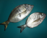 Foto del paso 1 de la receta: Sargos al horno