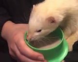 Foto del paso 10 de la receta: Sopipita de conejo para tu hurón mascota