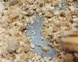 Foto del passaggio 3 della ricetta Sarde a beccafico