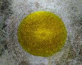 A picture of step 2 of Bhindi fry.