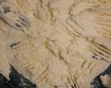 Foto del paso 1 de la receta: Pan dulce Navideño 🎄