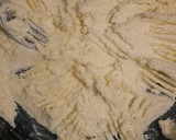 Foto del paso 1 de la receta: Pan dulce Navideño 🎄