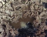 蒜香牛肉的食譜步驟3照片