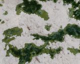 A picture of step 1 of Curry Leaves Paratha.