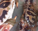 A picture of step 1 of Chiu Chow Cold Crab 潮州凍蟹.