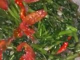 Tumis kangkung pedas pake terasi