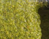 A picture of step 8 of Pesto of basil and pine nuts.