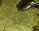 A picture of step 4 of Mater or gheeye ke burfee.