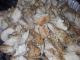 Easy chicken and biscuit casserole