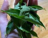 Foto del paso 1 de la receta: Infusión de limonada 🍋