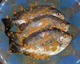 Foto langkah ke 2 dari resep 9. Pecak Ikan Baronang.