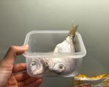 嫩炸魚排 南洋風料理 簡單易上手 10分鐘上菜的食譜步驟1照片