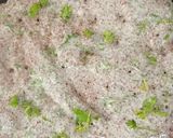 A picture of step 3 of Healthy Ragi Flakes Chilla.