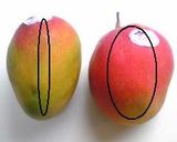A picture of step 4 of How To Cut a Mango Restaurant Style.